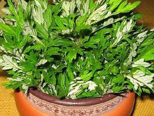 南寧領導辦公室裝修除甲醛方法 南寧領導辦公室裝修除甲醛方法